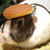 20120815111142-pancakerabbit