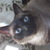 20121103070145-fudge_close_up