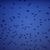 20120919050256-large_starlings