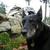 20120908195741-the_great_sass_picture