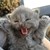 20120911075653-weekitten