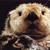 20121018164146-looking-otter
