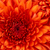 20121020220558-chrysanthemum