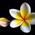 20121027180339-250px-white_plumeria_from_kannur_-_kerala