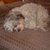 20121102123422-barns_in_his_recliner