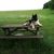20121126032407-kenshin_-_chilling_on_the_bench
