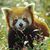 20120301200845-red-panda-hd-7
