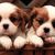 20121124155842-cute-puppies