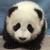 20121127091512-panda