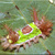 20130127055114-2saddleback-caterpillar-sib