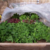20130115175350-angel_faces