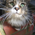 20130214072409-caaat