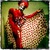 20130213160033-jack_of_hearts