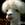 Lama