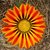 20120115084320-sunflower20120115-6528-1omx9pu-0