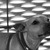 20120201012212-duht_duht_bw