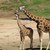 20120620112503-1006417-mother-offspring-giraffe-caring-giraffa-camelopardalis-african-animal-mammal-tall-long-neck