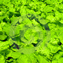 20120406043118-free_hydroponics2