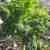 20120410182009-kale