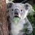 20120424125841-wat_koala