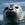 20120517203722-harbor_seal