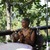 Alice Walker at home in Mendocino