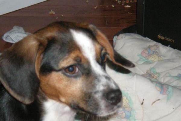 20120131214549-65516986_1-pictures-of-beautiful-chihuahuabeagle-mix-pup-seeks-new-loving-family