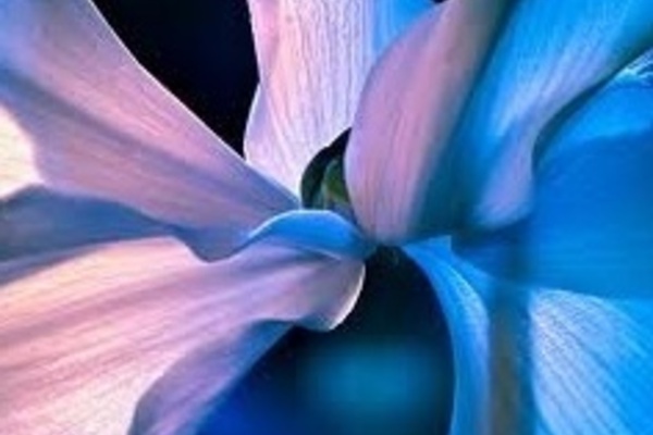 20120802153800-blueflower