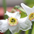 Heirloom Original Poet Daffodils