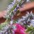 The Bee and The Hyssop