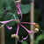 Honeysuckle Vine as a Pinwheel