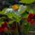 Giverny in New York