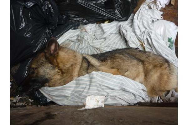 20120719204612-trooper_-_shepherd
