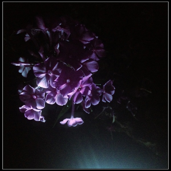 A beautiful high gloss art print of this photo is yours for donations $100 and over NEW PERK OFFERED, $100 AND OVER