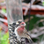 The Plight of Red House Finches