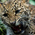The rare Javan Leopard