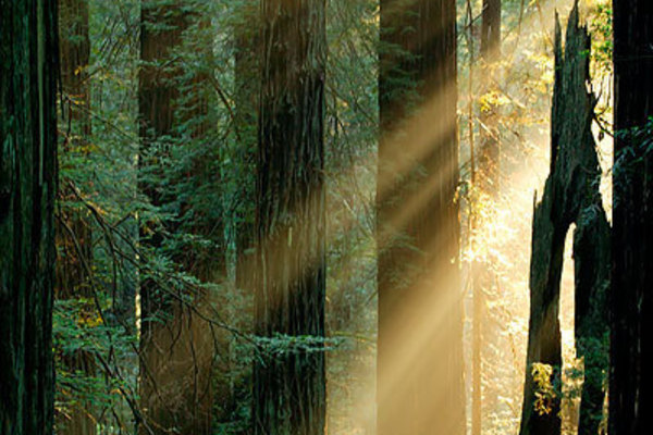 20121017151245-forestsunlight