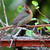 Cam (my visiting cardinal) and The Kiwi Vine Offer Thanks