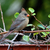 Cam (my visiting cardinal), my Kiwi Vine and I Offer Thanks