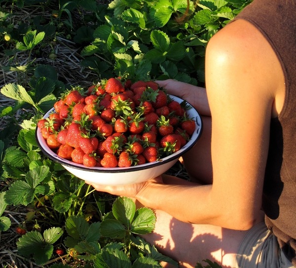 The Bounty farmers bring us every day.
