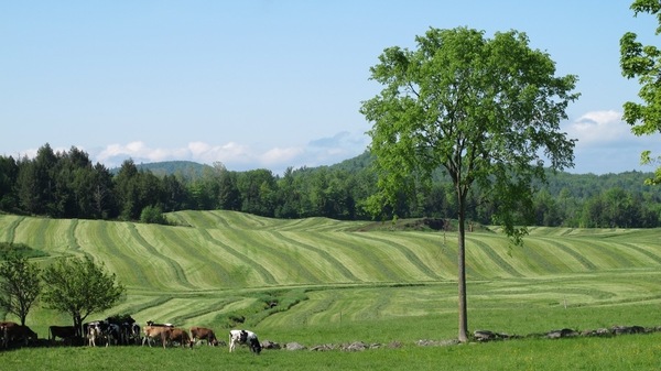 Farmes keep our beautiful, working landscape open for us all to appreciate.
