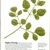 National Geographic Moringa Article 11/2012