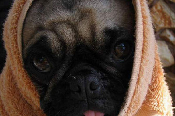 20121119123055-pug2