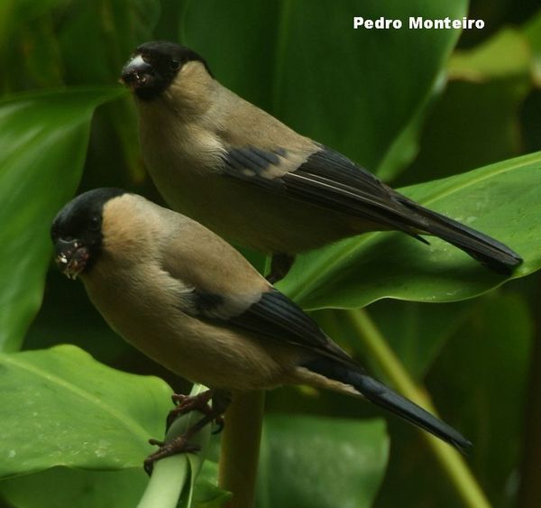 Azores Bullfinch