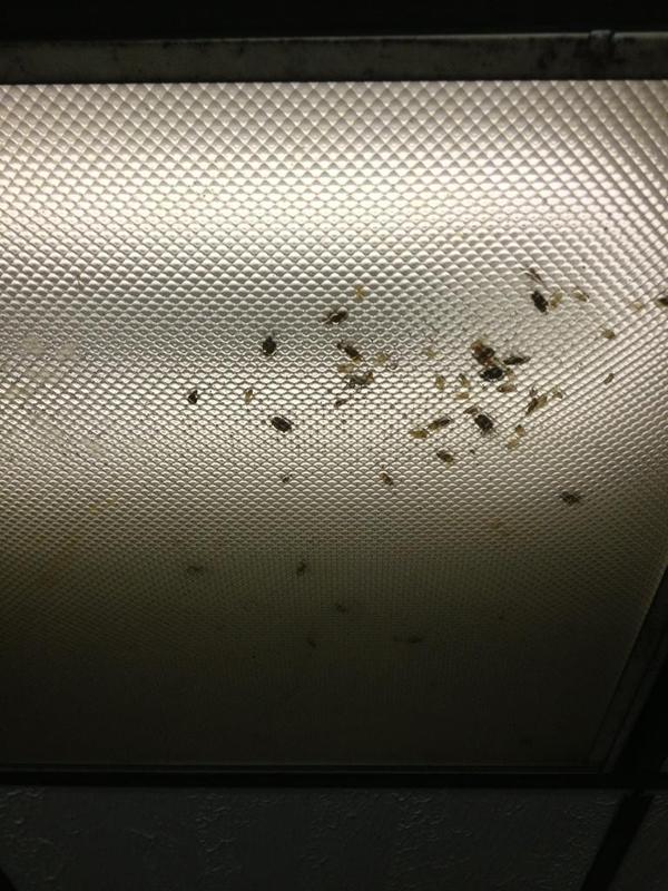 roaches!