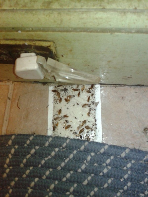 roach traps