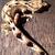 The Gecko! / La Salamandra