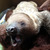 El perezoso oso
