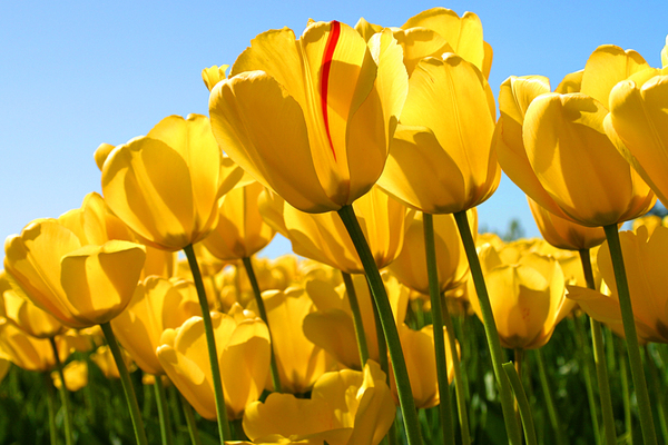 20130220200128-tulips