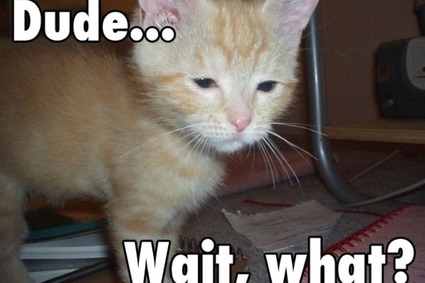 20130105125807-lolcat_what1